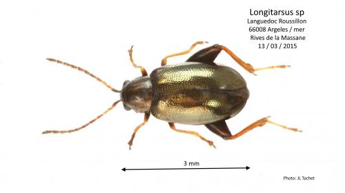 Longitarsus echii